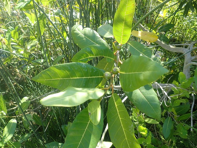 Ficus trichoclada