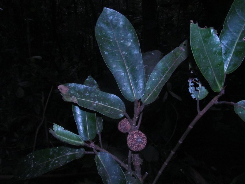 Ficus trichoclada photo 2