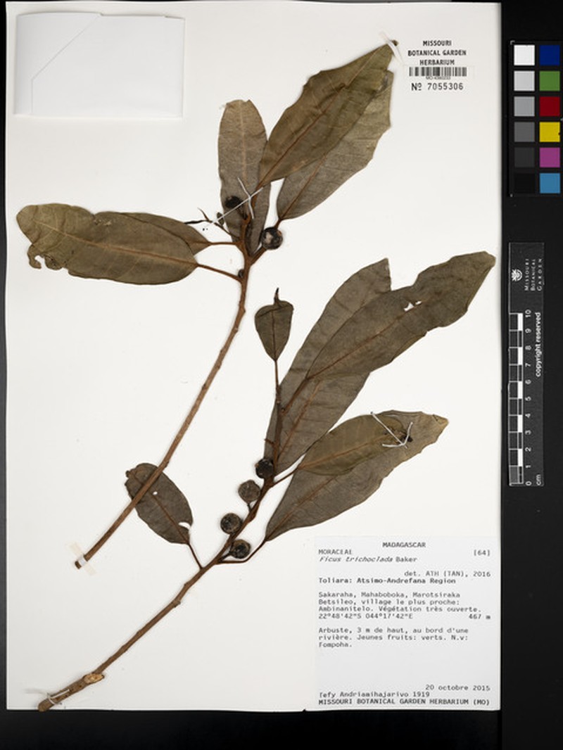Ficus trichoclada photo 3