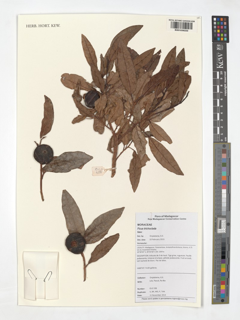 Ficus trichoclada photo 4