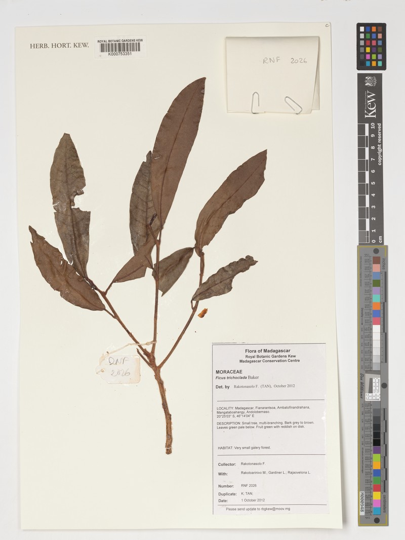 Ficus trichoclada photo 5