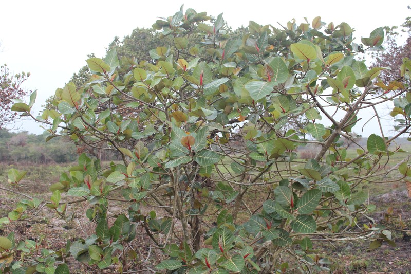 Ficus trichopoda