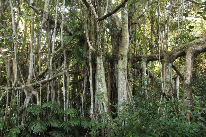 Ficus trichopoda photo 3