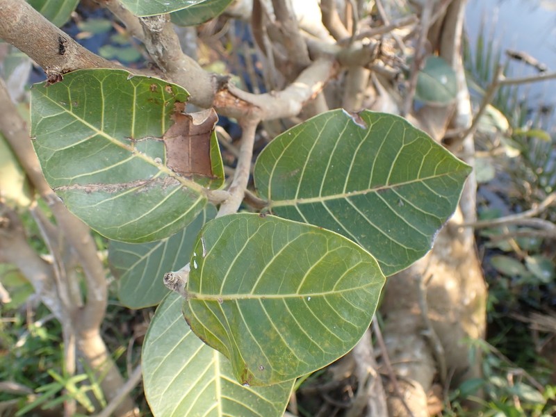 Ficus trichopoda photo 4