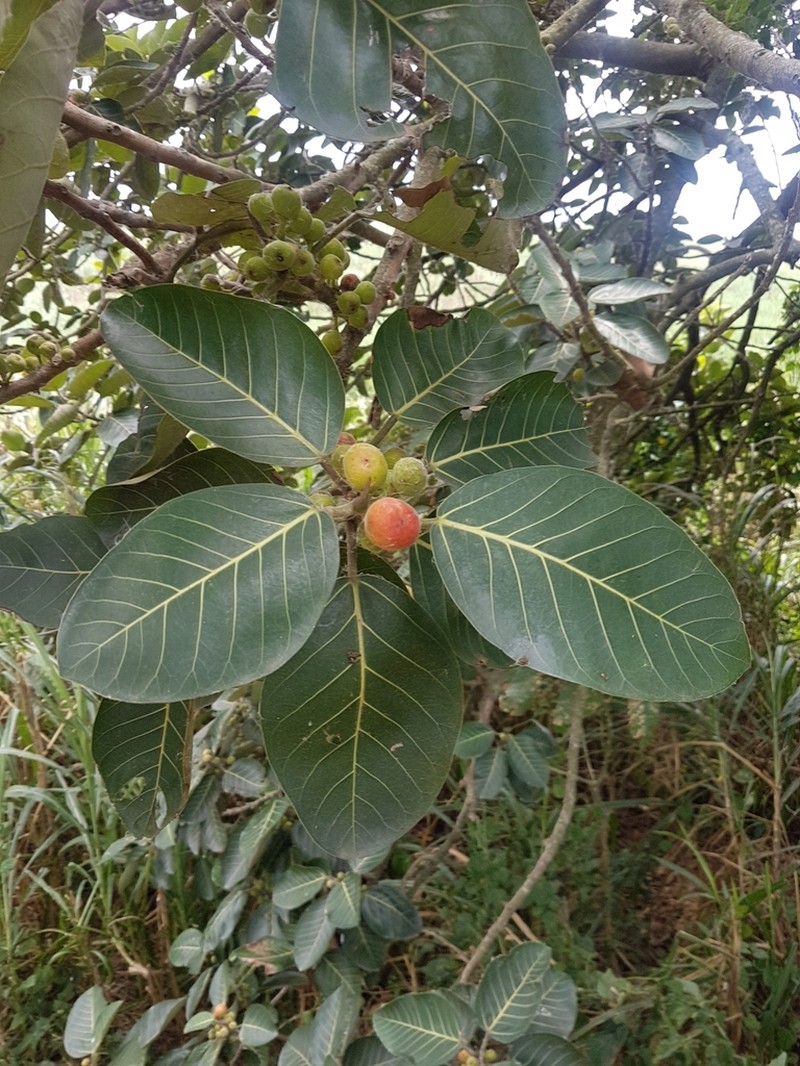 Ficus trichopoda photo 5