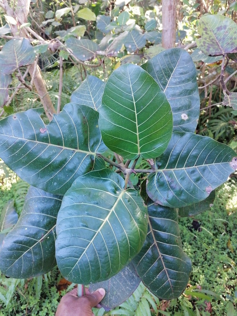 Ficus trichopoda photo 6