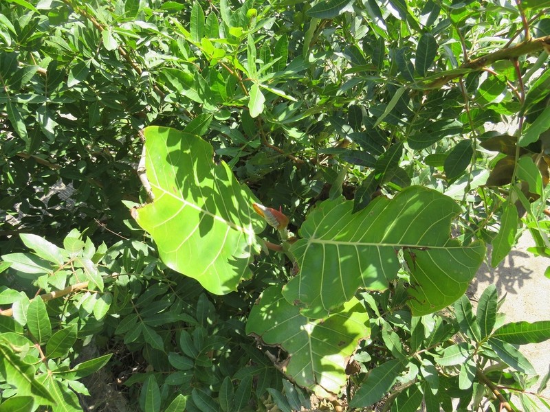 Ficus trichopoda photo 7