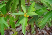 Ficus tricolor