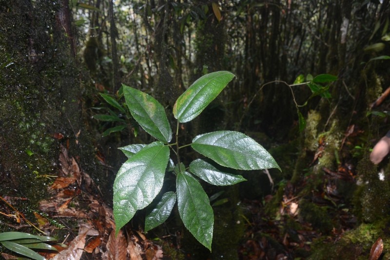 Ficus tricolor photo 2