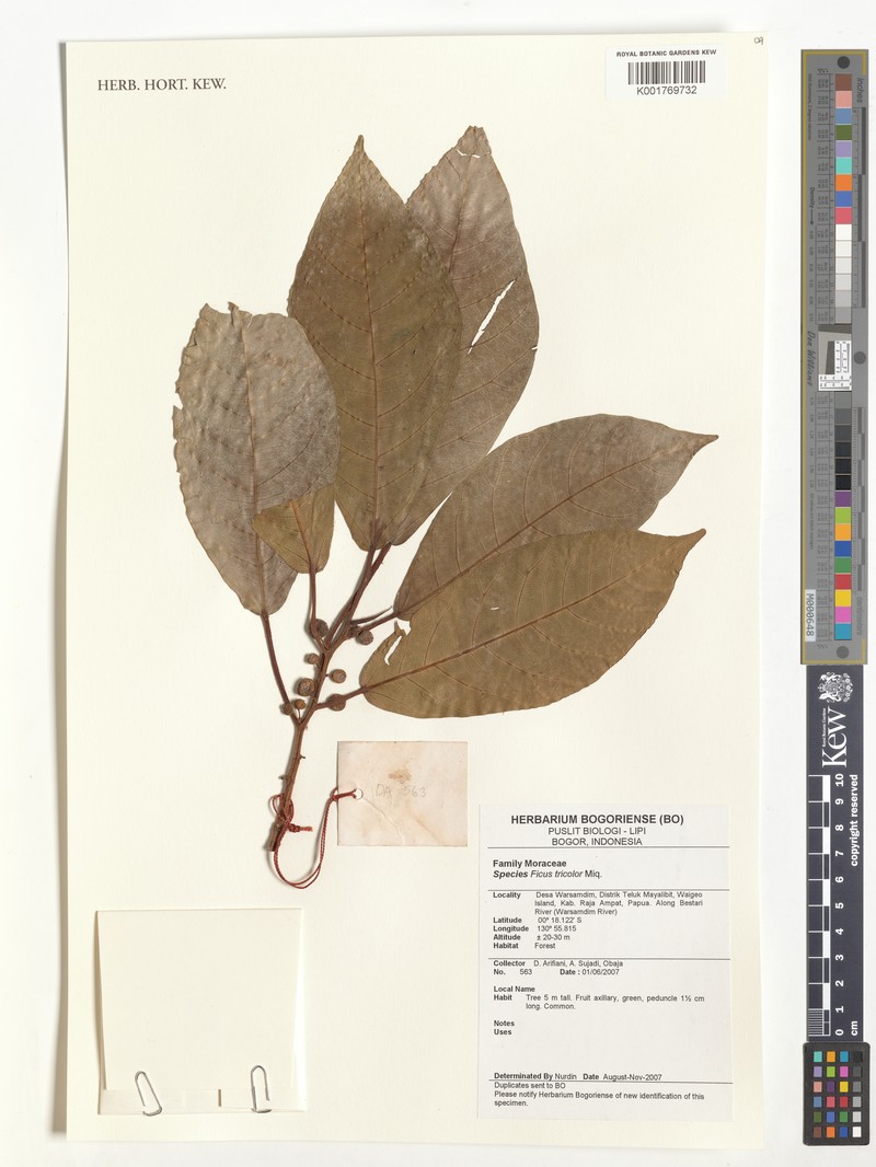 Ficus tricolor photo 5
