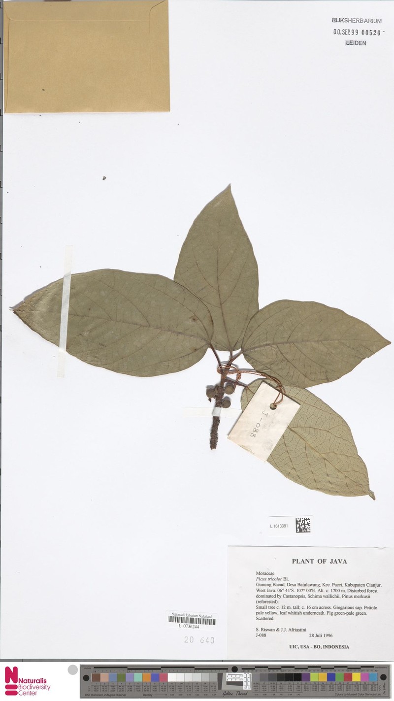 Ficus tricolor photo 6