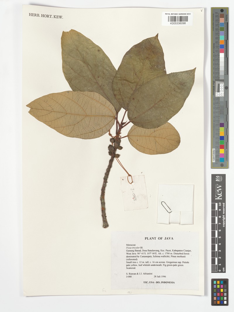 Ficus tricolor photo 7