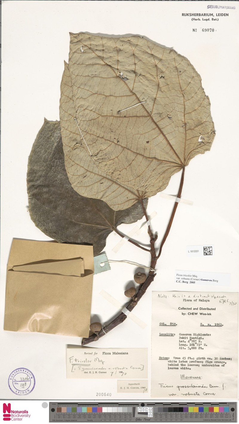 Ficus tricolor var. robusta photo 2