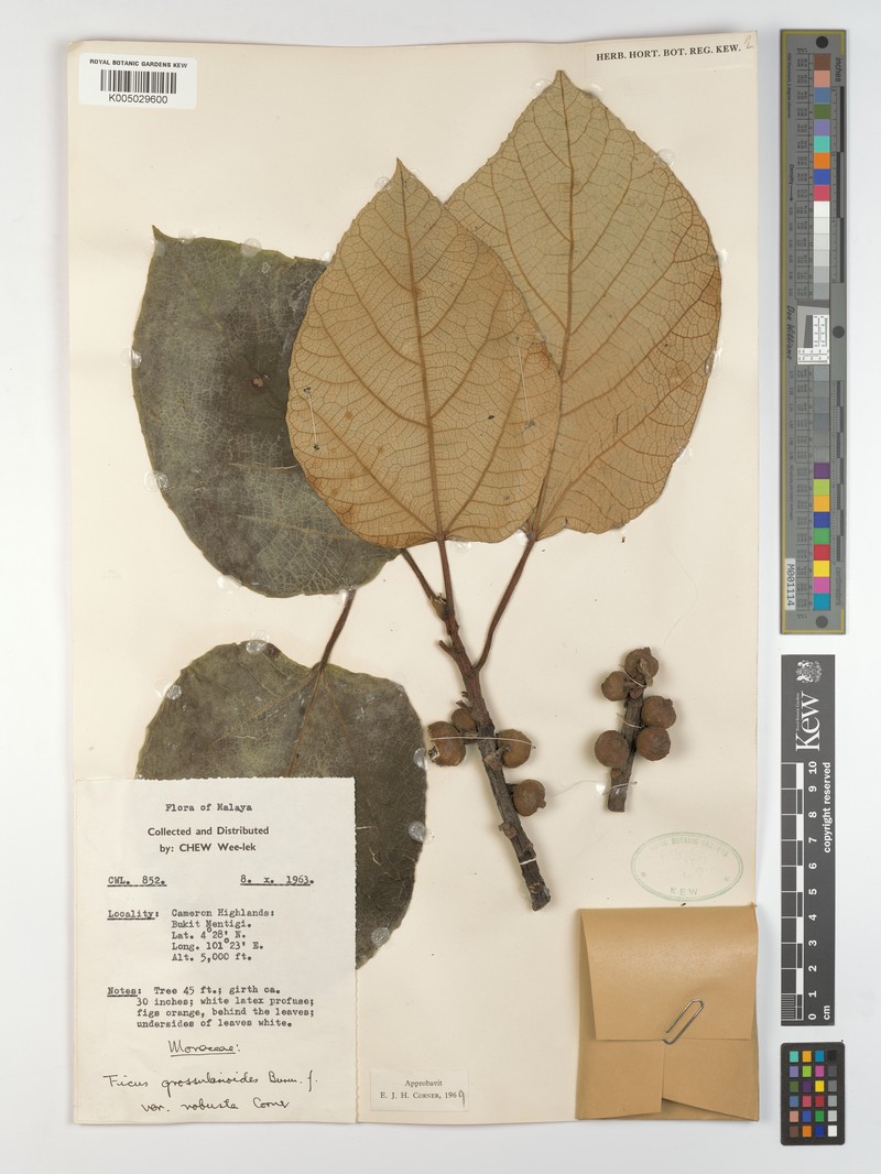 Ficus tricolor var. robusta photo 3