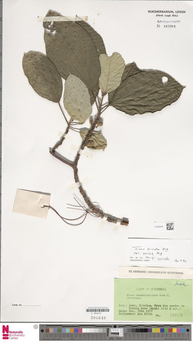 Ficus tricolor var. serroh