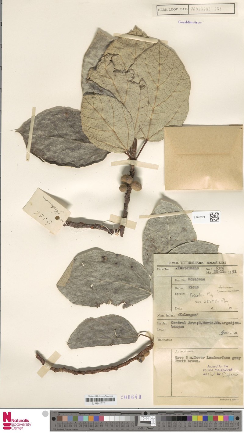 Ficus tricolor var. serroh photo 2