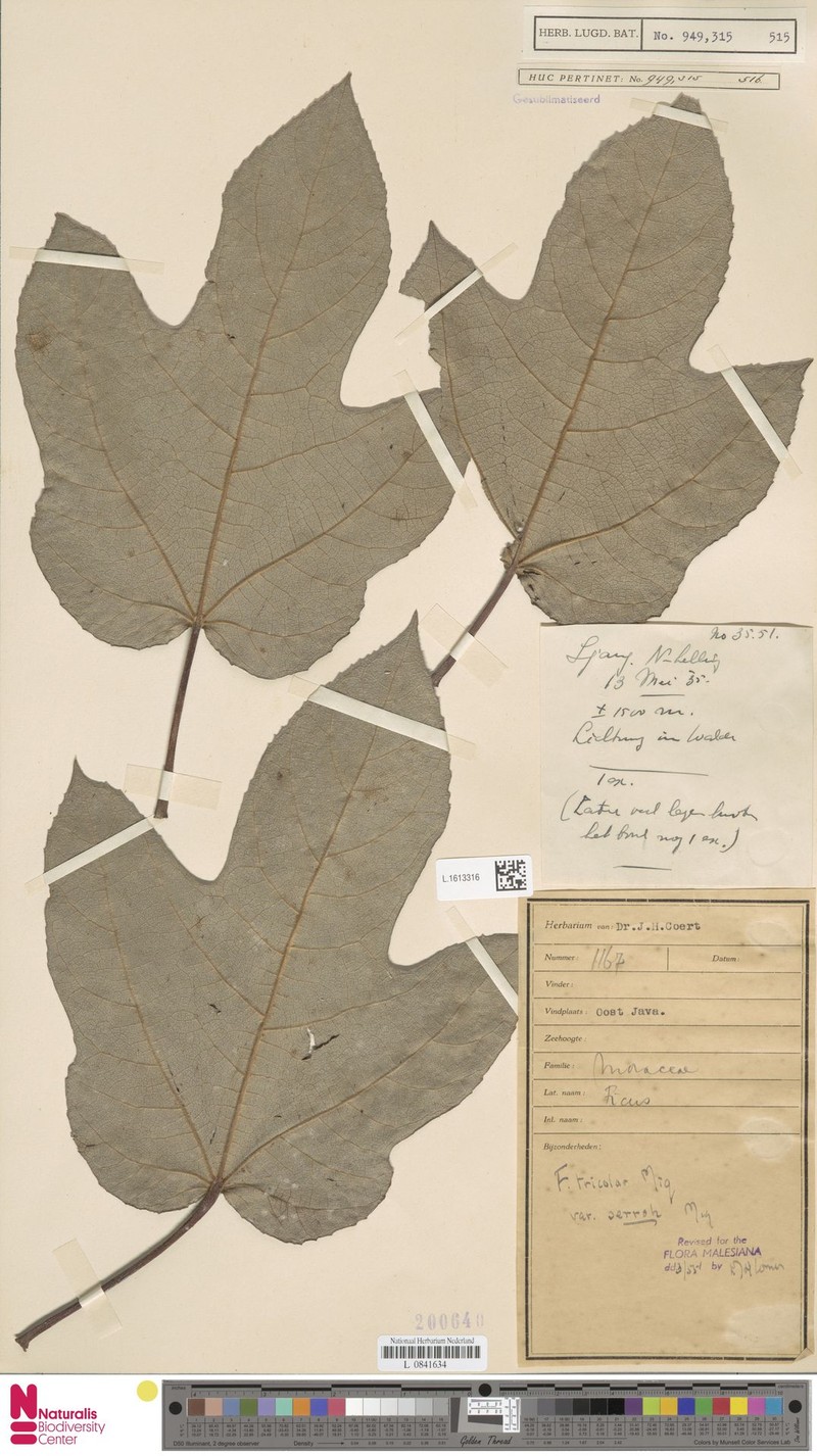 Ficus tricolor var. serroh photo 3