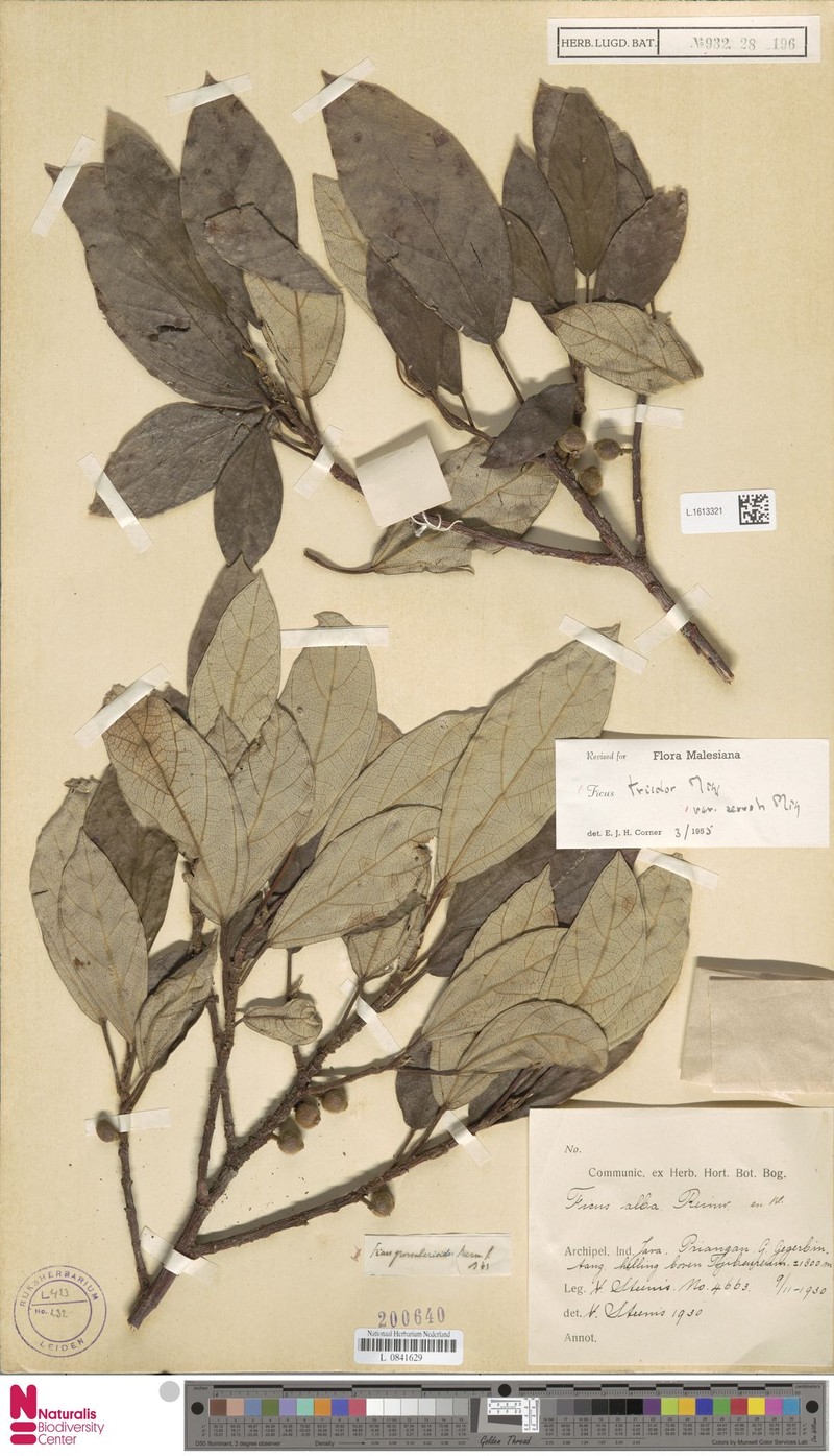 Ficus tricolor var. serroh photo 4