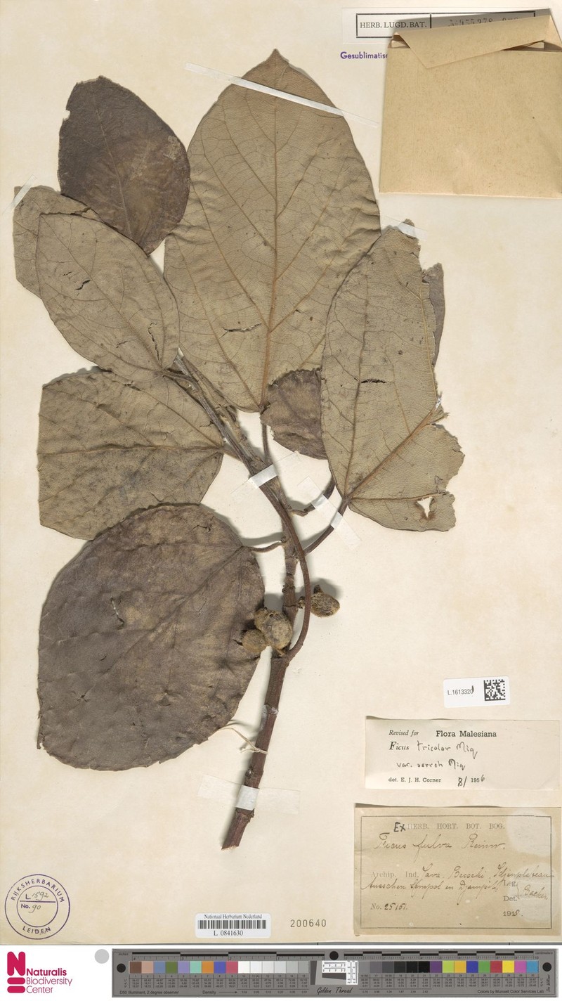 Ficus tricolor var. serroh photo 5