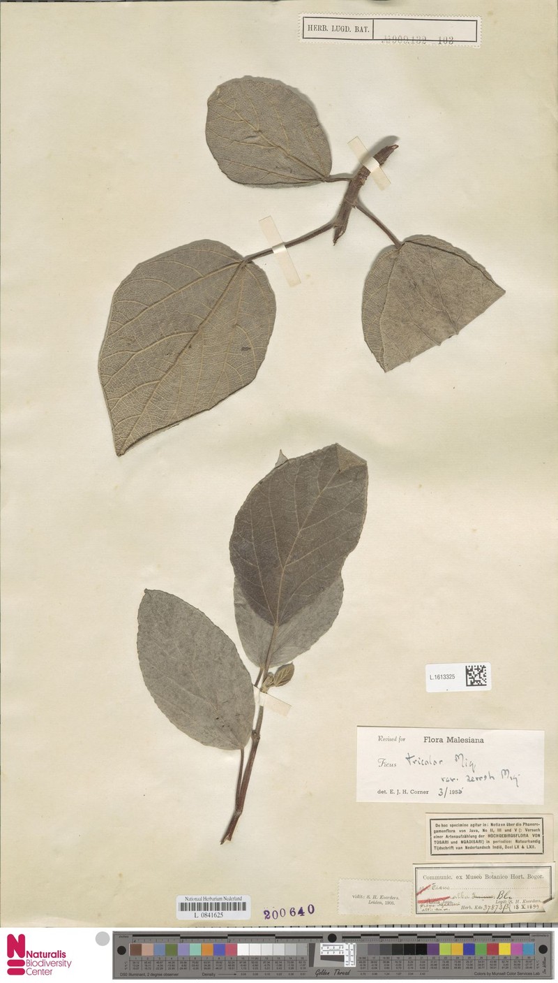Ficus tricolor var. serroh photo 6