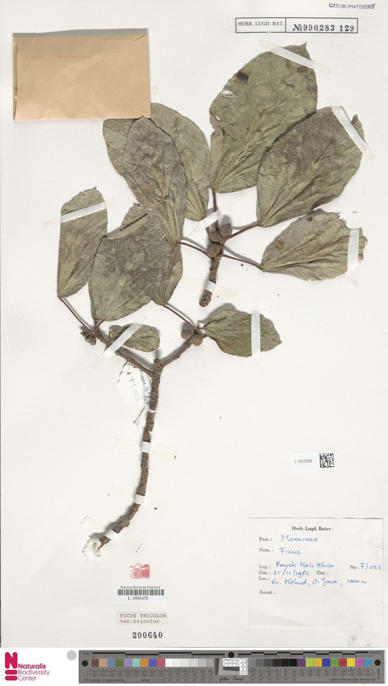 Ficus tricolor var. tricolor