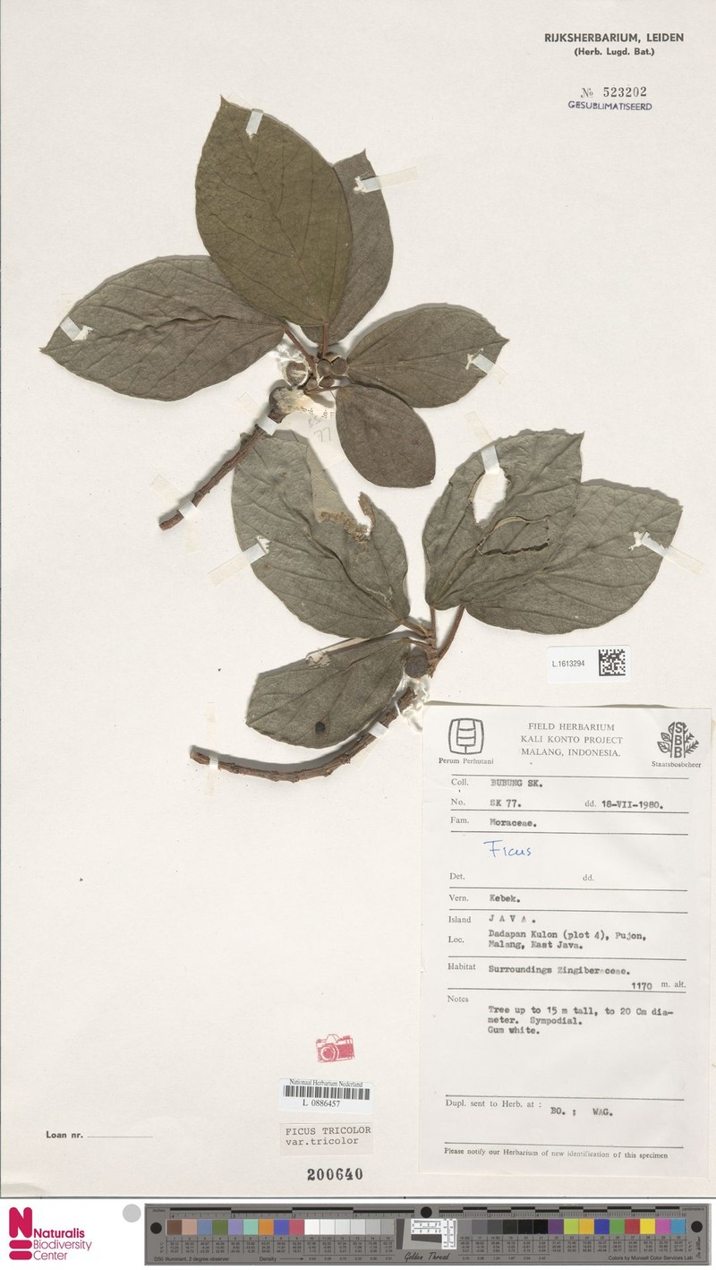Ficus tricolor var. tricolor photo 2