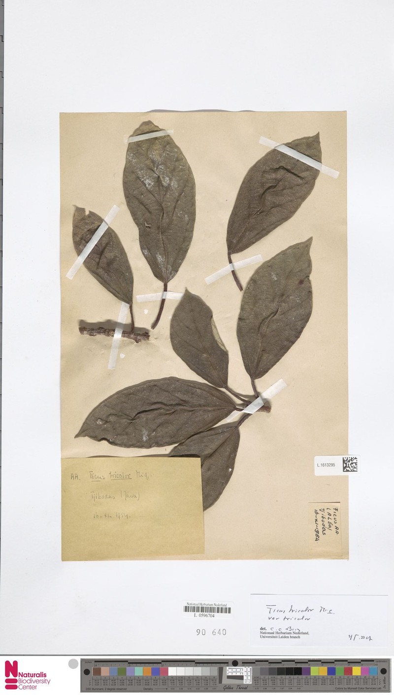 Ficus tricolor var. tricolor photo 3