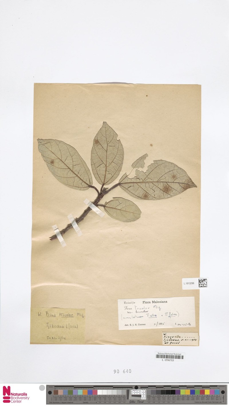 Ficus tricolor var. tricolor photo 4