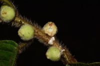 Ficus trigona