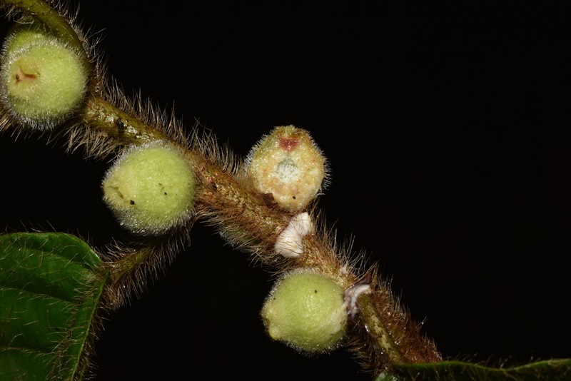 Ficus trigona