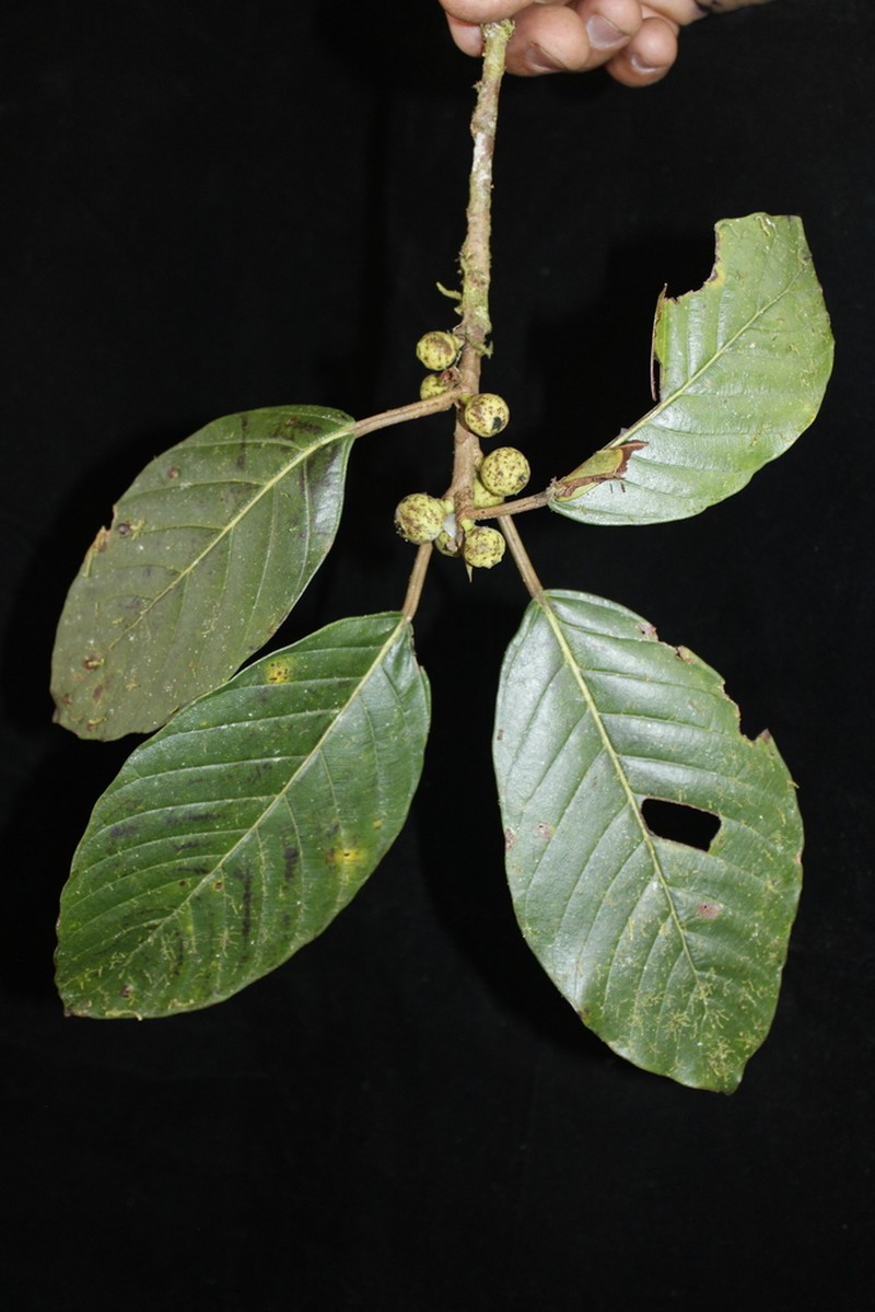 Ficus trigona photo 2