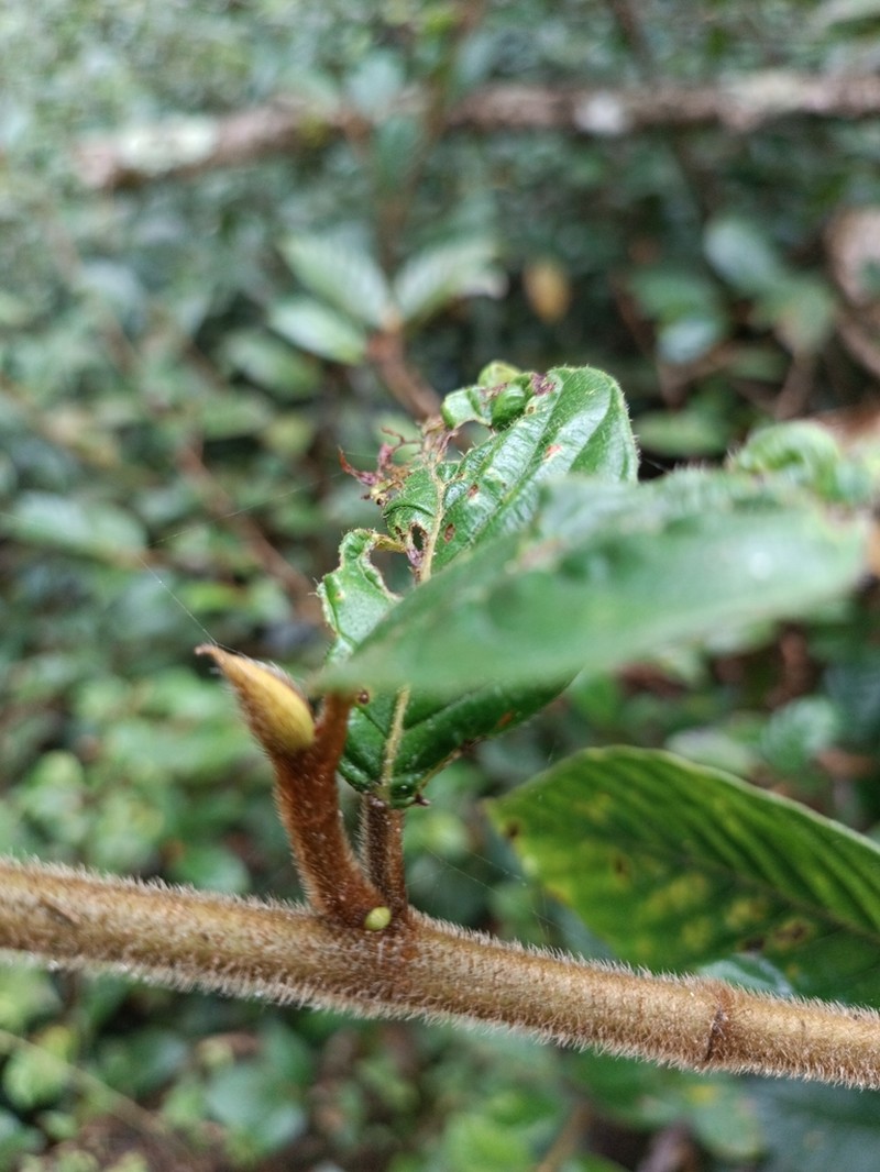 Ficus trigona photo 4