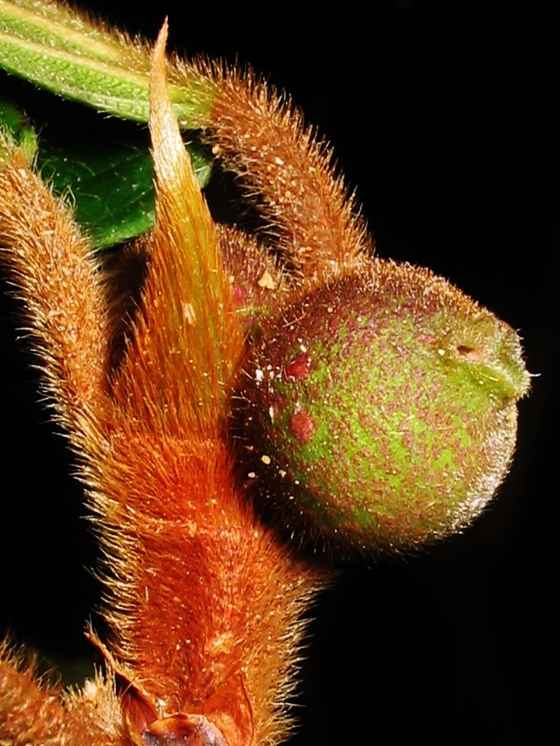 Ficus trigona photo 5