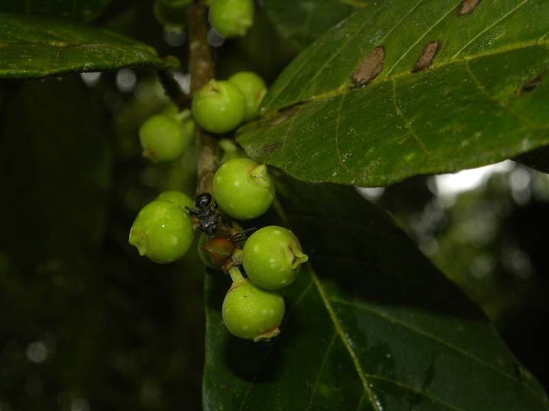 Ficus trigona photo 6