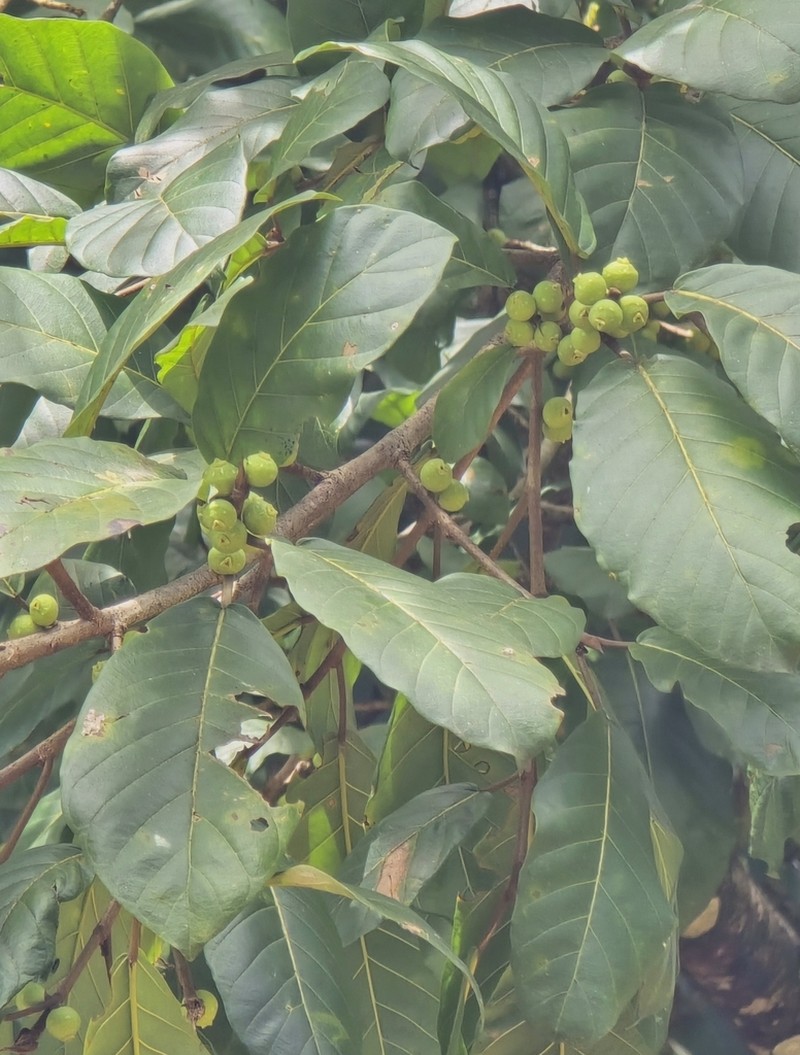 Ficus trigona photo 7