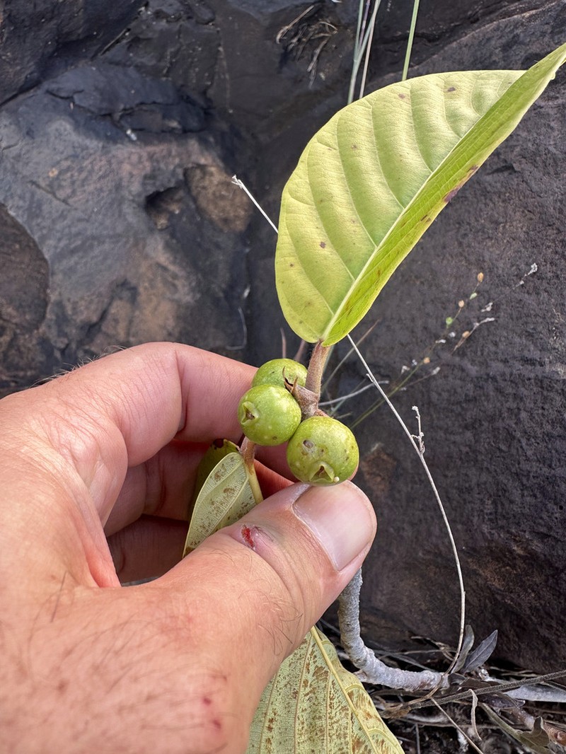 Ficus trigona photo 8