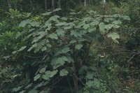 Ficus triloba