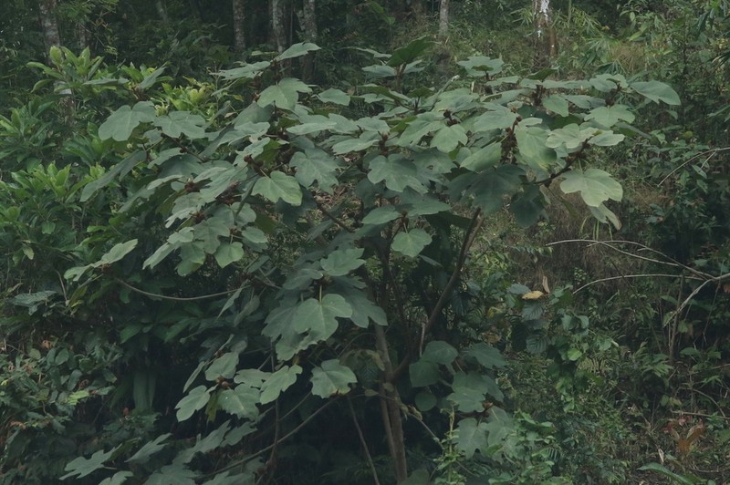 Ficus triloba