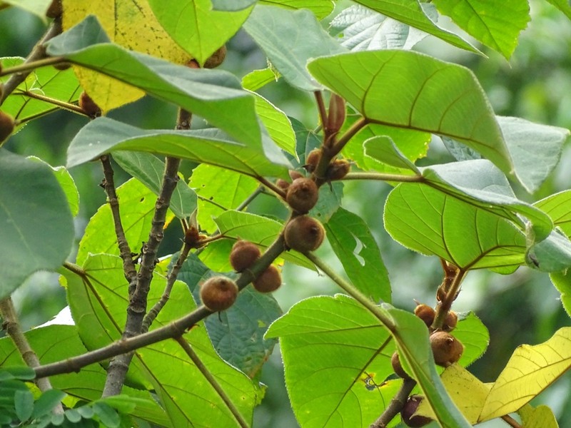 Ficus triloba photo 2