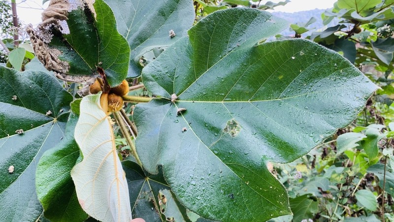 Ficus triloba photo 3