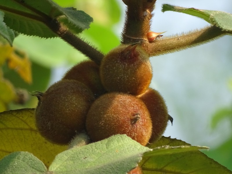 Ficus triloba photo 4