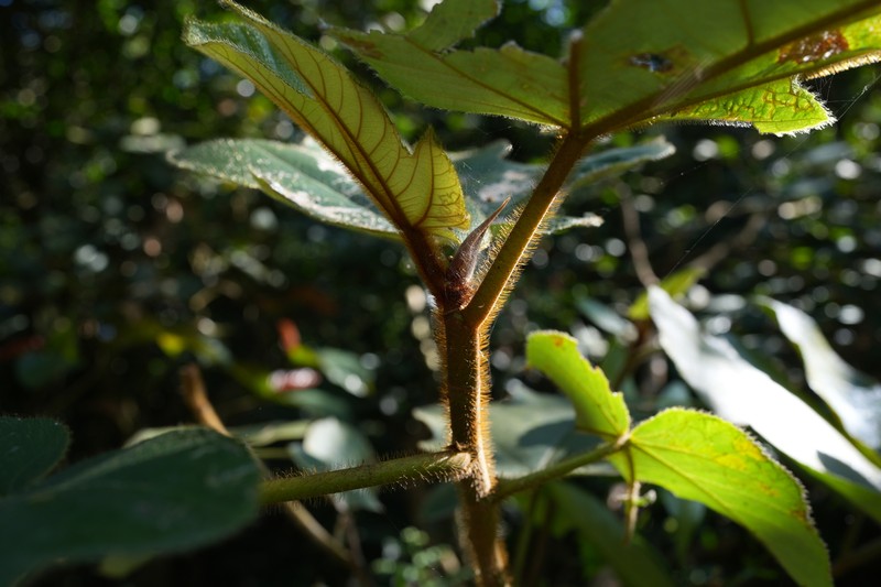Ficus triloba photo 5