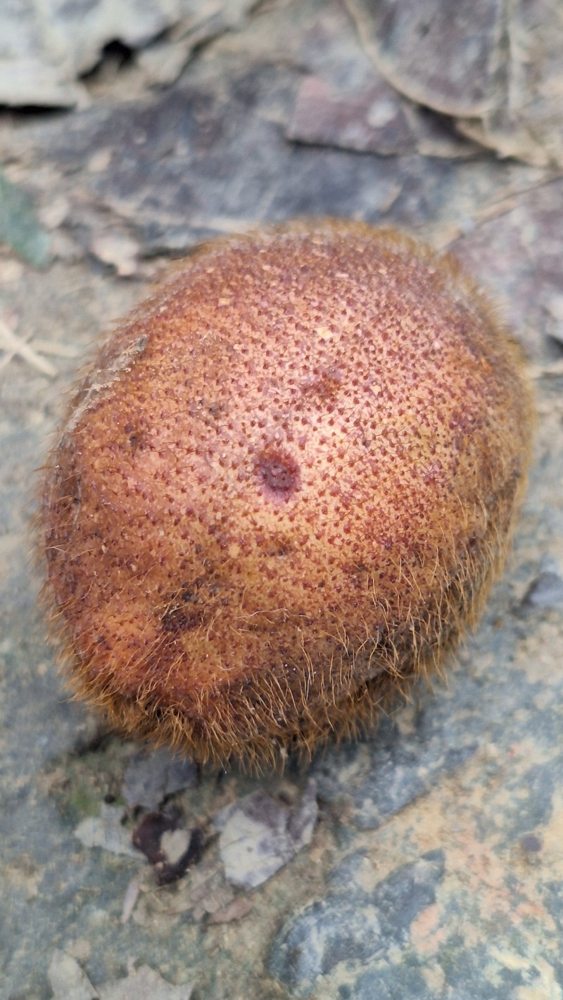 Ficus triloba photo 6