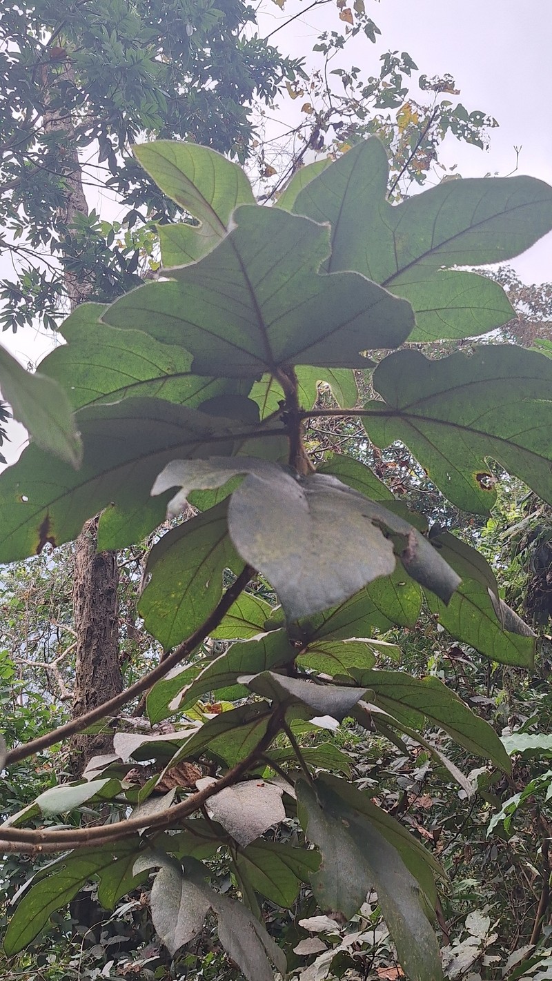 Ficus triloba photo 7
