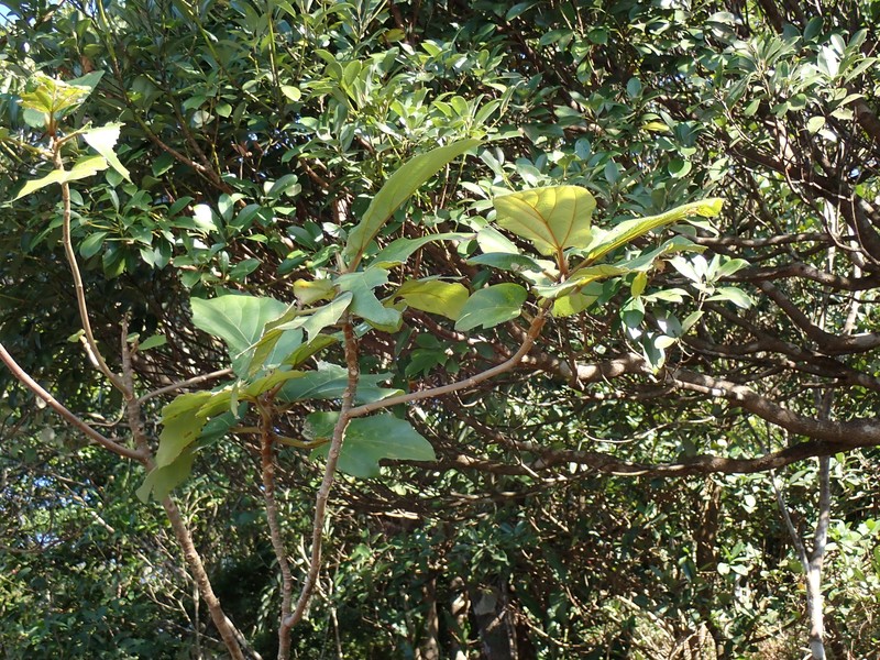 Ficus triloba photo 8