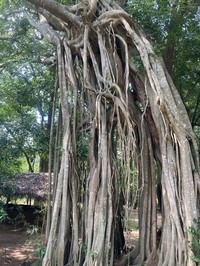 Ficus trimenii