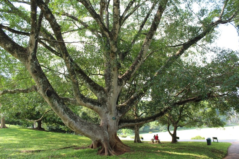 Ficus trimenii photo 2
