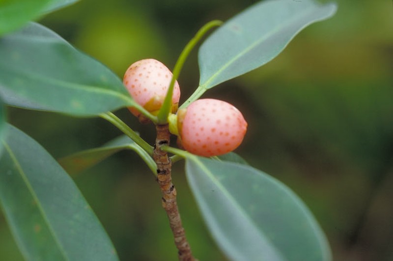 Ficus triradiata