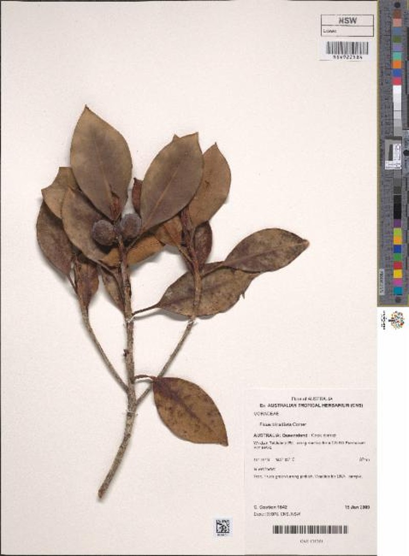 Ficus triradiata photo 2