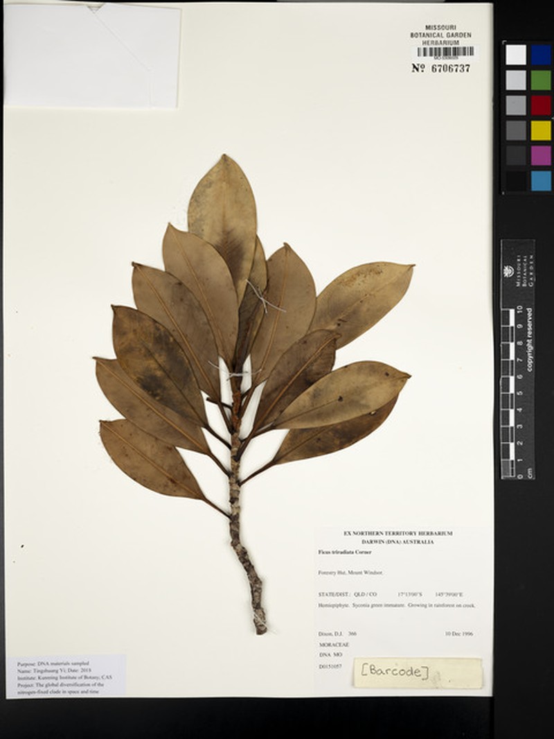 Ficus triradiata photo 3